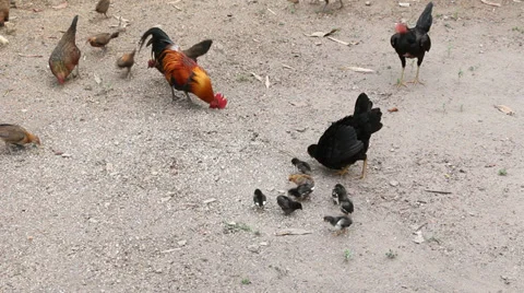 Local chickens feeding Stock Footage 37537194