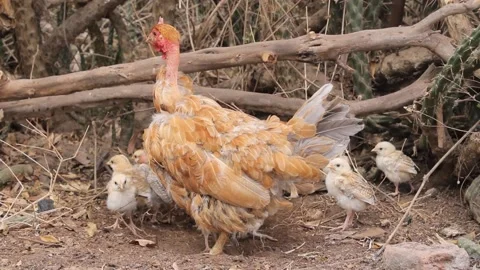 Local chickens raising its small chicks Stock Footage 162233998