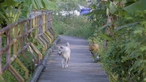 Local Community Pet Stock Footage 338342576