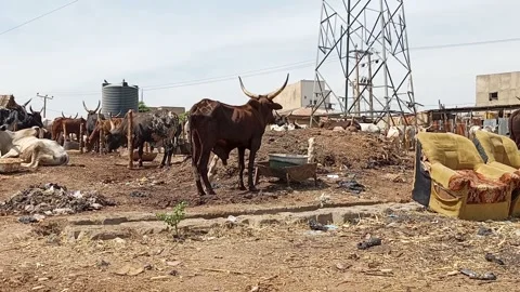 Local Cows Market Side View with Tied Cattle in Tinshama Kano Nigeria Stockbeeldmateriaal 321805094