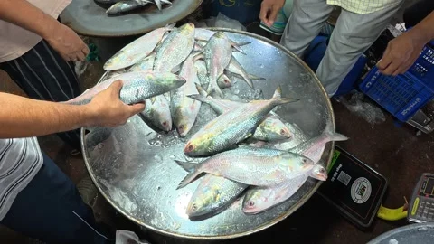 Local Customer Picking Fresh Fish from Market Display Stock-Footage 343143700
