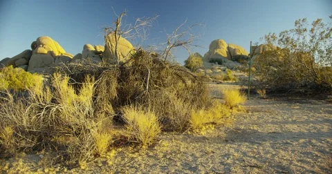 Local desert plants in Joshua Tree National Park. Stock Footage 73334479