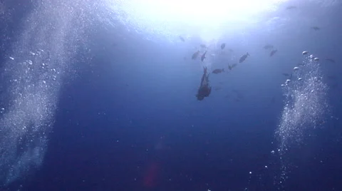 Local dive guide swimming in fish feeding arena in Fiji Islands, HD, UP16743 Vidéo 62210864