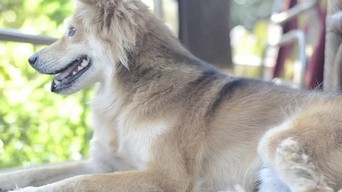 The local dog with panning. 스톡 동영상 82237123