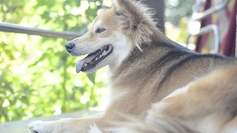 The local dog with panning. Stock Footage 82237161