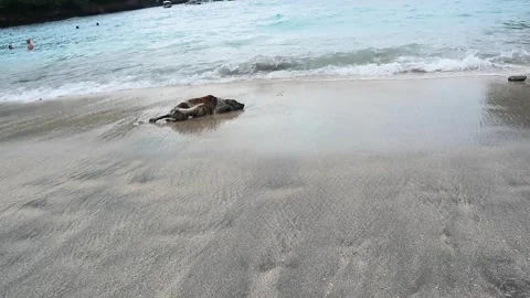Local dog playing in the water Stock Footage 301944161