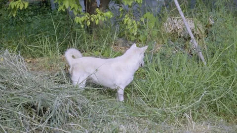 Local Dog Walking Stock Footage 338342577