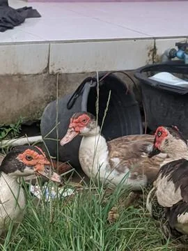 Local duck 10 Stock Photos