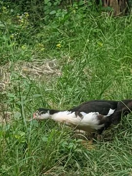 Local duck 11 Stock Photos