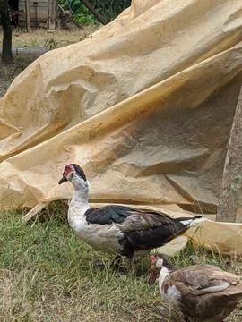 Local duck 16 Stock Photos