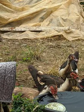 Local duck 18 Stock Photos