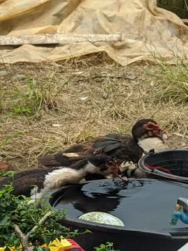 Local duck 18 Stock Photos