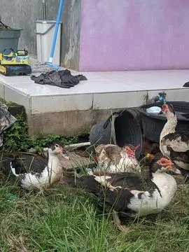 Local duck Stock Photos