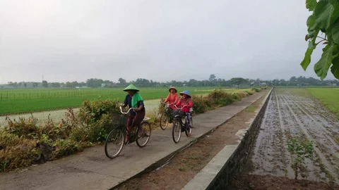 Local farmer riding a bicycle through rice fields - Solo, Java, Indonesia Видео 145900341