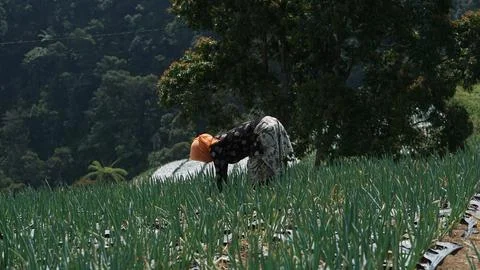 Local farmers Stock Photos
