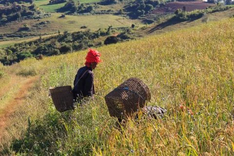 Local farmers working in the highlands around Kalaw and Inle Lake, Myanmar. Stock Photos