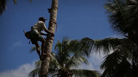 Local fetching a coconut from a palm tree in Sri Lanka Stock Footage 104123312