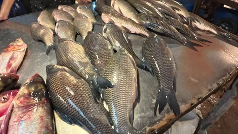 Local Fish Varieties Displayed at Dhakas Kawran Bazar Market Vidéo 343151356
