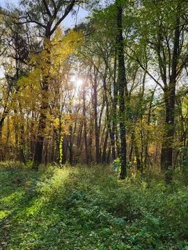 Local forest with sun rays and golden leaves Stock Photos
