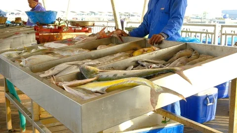 Local fresh fish counter Video stock 125323938