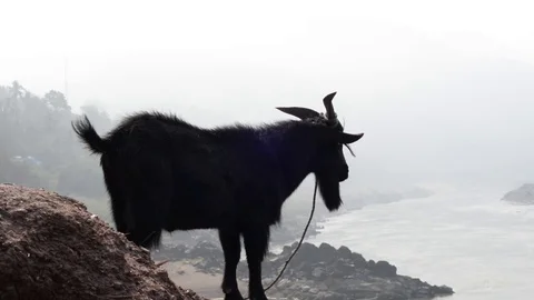 Local goat in Asia overlooking the mekong Stock Footage