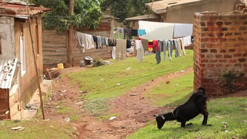 Local goat eats grass on his knees in the slums of Uganda, poverty in Africa Stock Footage 209937211