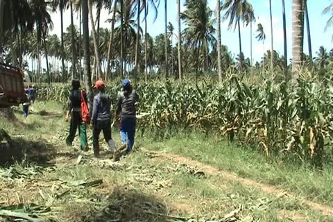 Local harvester Stock Footage 10808273