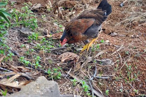 Local hen Stock Photos