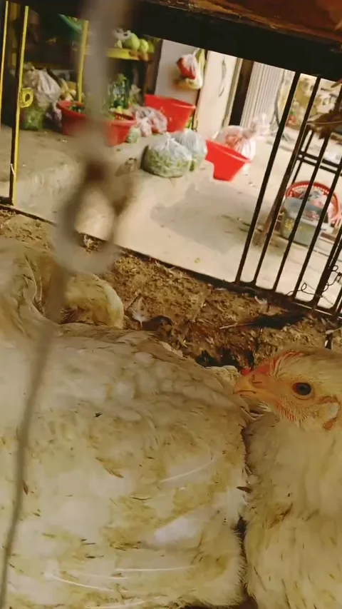 A local hen shop Stock Footage 165764311