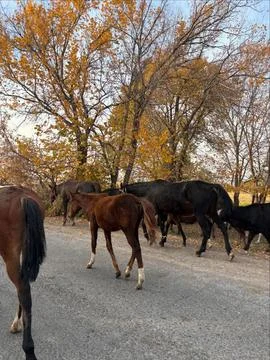 Local Horse Herd Crosses Road During Autumn Stock Photos