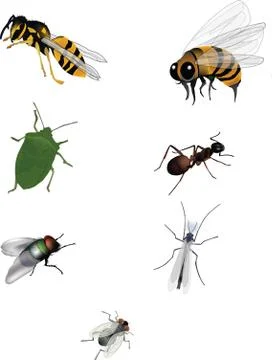 Local insects ant bee, wasp bedbug fly Stock Illustration