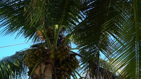 Local islander climbing coconut tree 库存影片 91964353