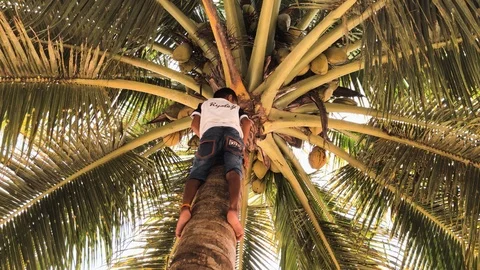 Local kid climping palm tree for coconut Stock Footage 103471250