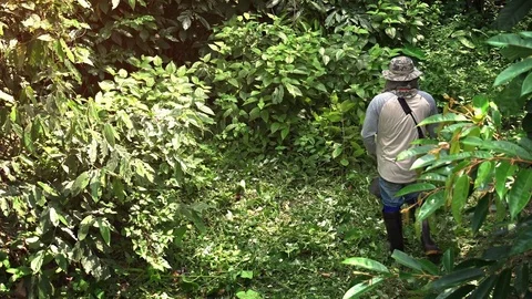 Local Laborer Uses Gas Powered Trimmer to Cut Dense Tropical Weeds, with Soun Видео 74627254