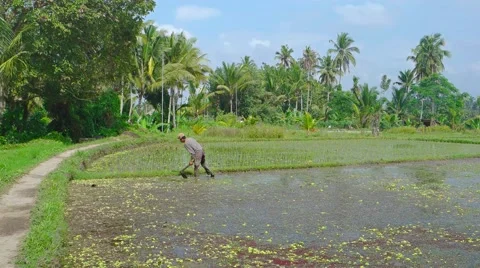 Local Laborer Working in a Rice Paddy in the Sun. 4k UltraHD footage Stock Footage 67236757