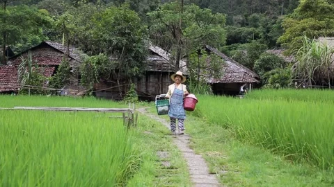 Local lady walking in the fields of Baan Tong Lang, Don Inthanon, Chiang Mai Stock Footage 130555430