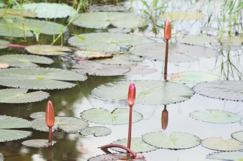 Local lotus Stock Photos
