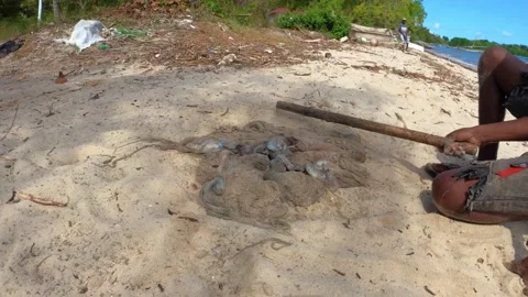 Local man beats octopuses on the beach. Video stock 165894705