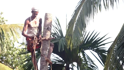 Local man clasps tree trunk and ties palm tree top with rope 스톡 동영상 99323205
