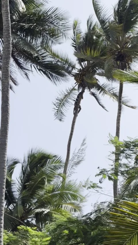 Local man climbing tall coconut palm tree harvest coconuts Zanzibar HD vertical Stock-Footage 342170551