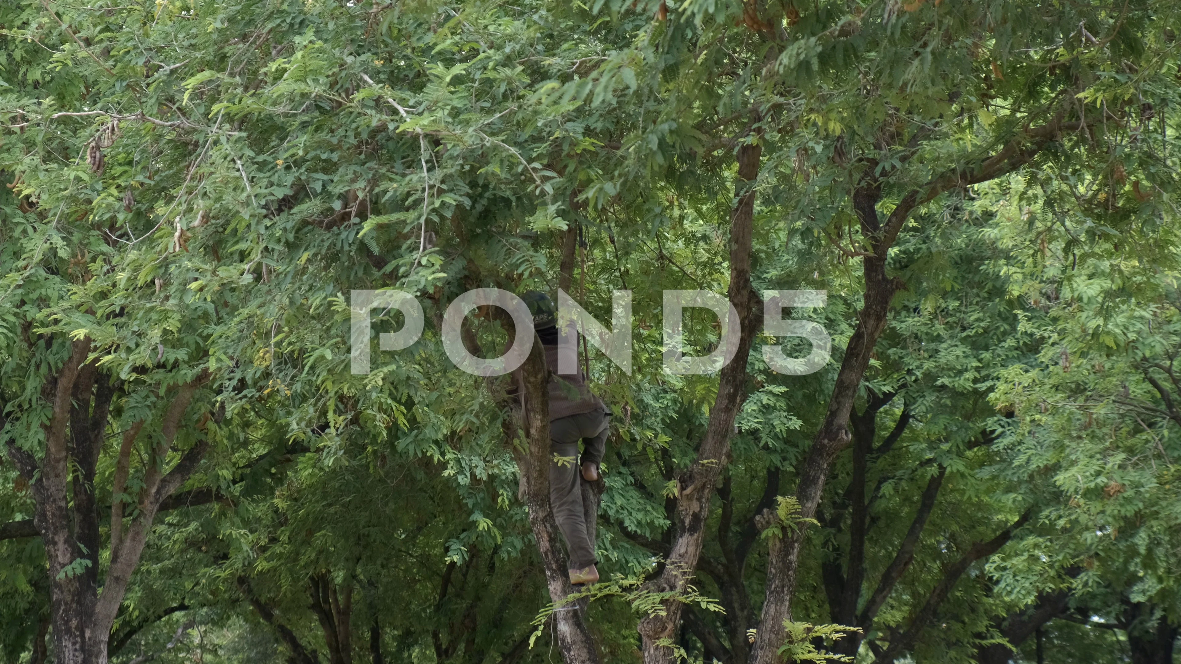 Tamarind Tree Stock Footage Royalty Free Stock Videos Pond5