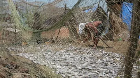 Local man drying fish on beach Stock Footage 23321743