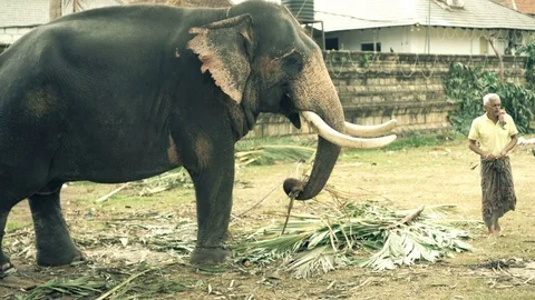 Local man feeding elephant with palm leaves in Sri Lanka Stock Footage