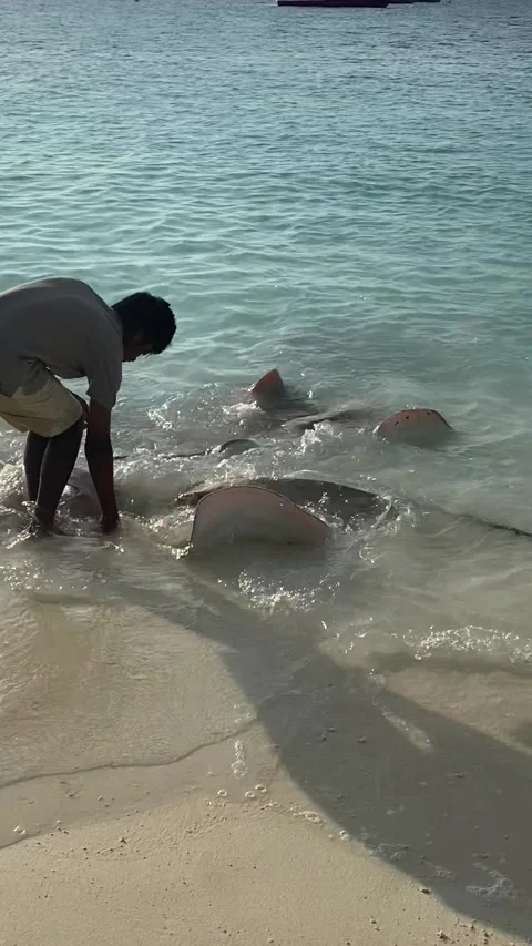 Local man feeding stingrays with fish scraps beach Maldives 9:16 库存影片 344699672