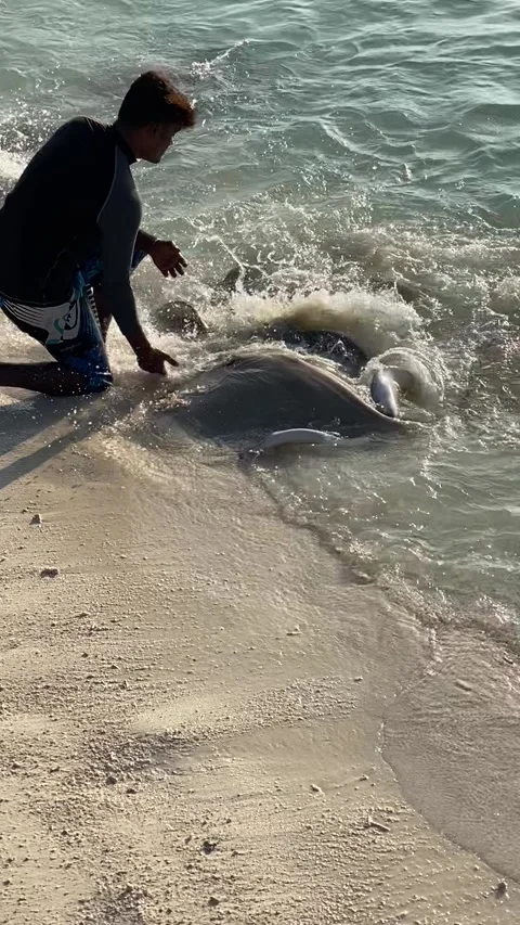 Local man hand feeding wild stingrays in beach water Maldives 9:16 Stockbeeldmateriaal 344699655