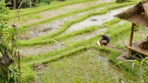 Local man prepares coconut for tourists on a rice field in Bali - 4K, Handheld Stock Footage 184506653