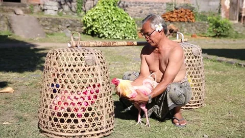 Local Man shows off his Pink Fighting Roosters in Bali, Indonesia3 Stock Footage 131153401