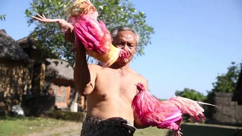 Local Man shows off his Pink Fighting Roosters in Bali, Indonesia Stock Footage 131153435