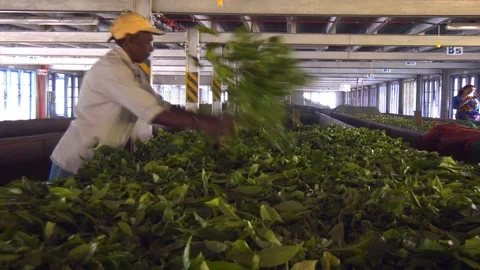 Local man spreading fresh tea leaves on a drying table. Видео 77413371