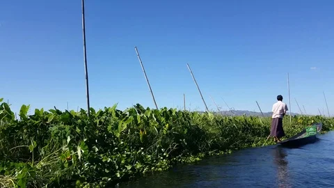 Local man stands and rows boat at edge of floating garden, Inle Lake, Myanmar 스톡 동영상 79965555